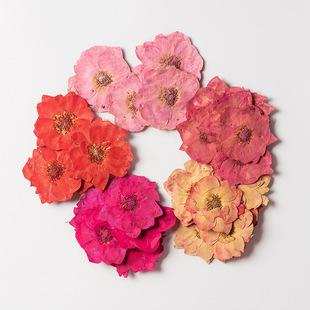 Pink Rose Dyeing Embossed Mobile Phone Shell Embossed Flower Painting Plant Specimen Dried Flower Baffle Bookmark Face Decoration Dried Flower