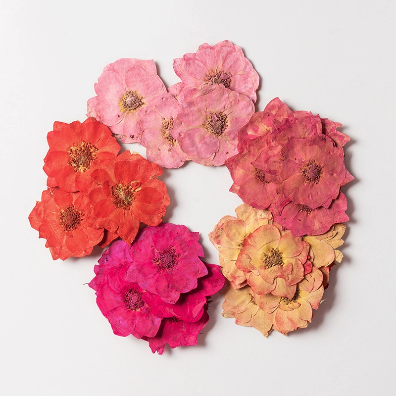 Розовая Роза крашение тиснением оболочки мобильного телефона тиснением цветок живопись завод образец сушеный цветок перегородка Закладка украшение лица сушеный цветок