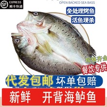 海鲈鱼开背新鲜冷冻鲜活鲈鱼烤鱼白蕉纸包鱼七星海卢鱼半成品商用