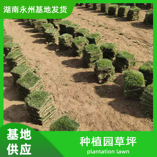 Customizable Lawn Grass Seeds, Evergreen Slope Protection, Greening Seeds, Courtyard No-Pruning Carpets, Manila Turf