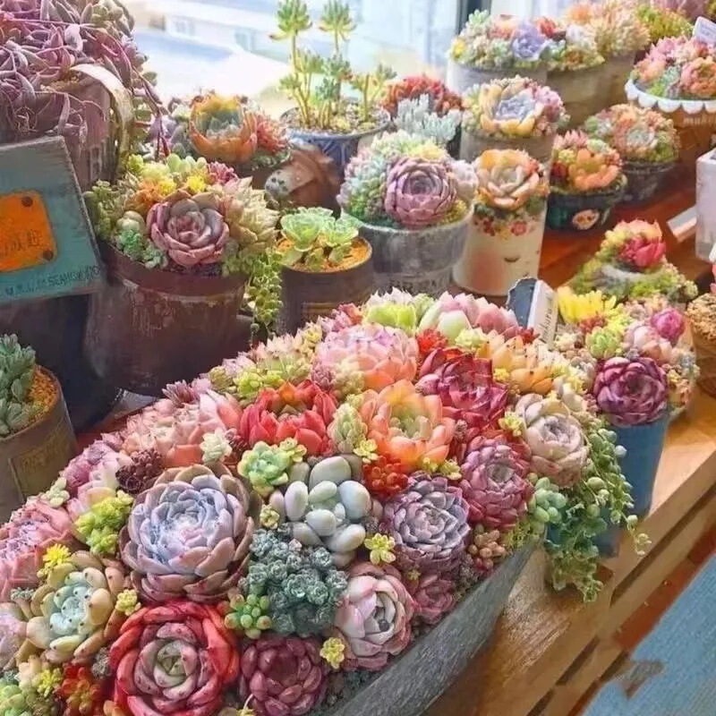 かわいい多肉植物ミックスセット玉露桃卵ルビー爆盆超萌えデスクトップ緑植|undefined