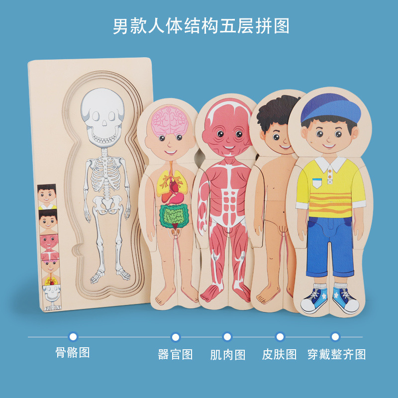 Ilustración científica de los niños estructura del cuerpo humano rompecabezas órgano anatomía hueso cognición educación temprana cuerpo vísceras rompecabezas juguete