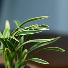 水培植物金边兰花苗红魂建兰夏带花好养室内浓香苔藓球盆栽客厅