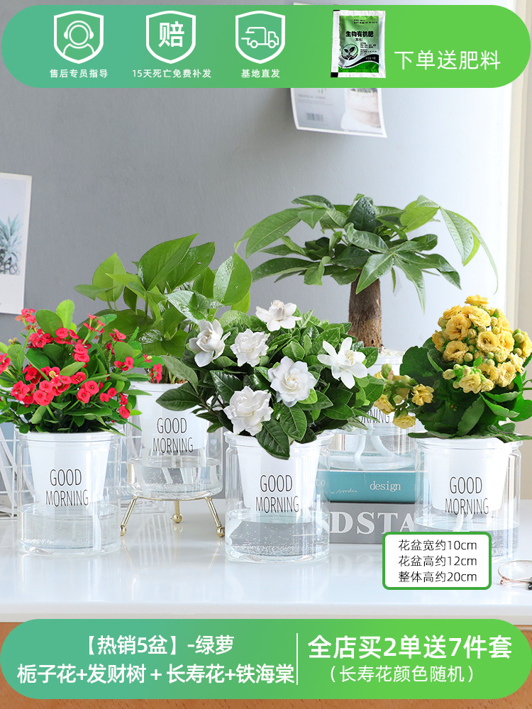 [베스트셀러 화분 5종] 포토스 + 치자나무 + 돈나무 + 칼라비나 + 베고니아 (무료비료)