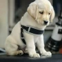 纯种幼犬活体拉布拉多工作犬