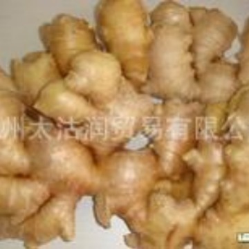 大宗供应冷榨生姜油 ginger oil,CAS:8007-08-7生姜精油