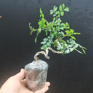 White Wax Shape Small Bonsai with Soil Old Pile Boxwood Red Maple Indoor Balcony Office Bonsai Weiyan