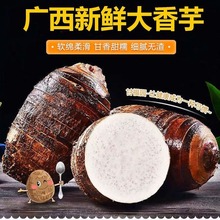 荔浦大芋头新鲜农家粉糯香芋广西特产槟榔芋当季蔬菜毛芋紫藤芋