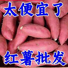 新鲜蜜薯斤板栗红薯沙地糖心地瓜农家自种番薯现挖烟薯