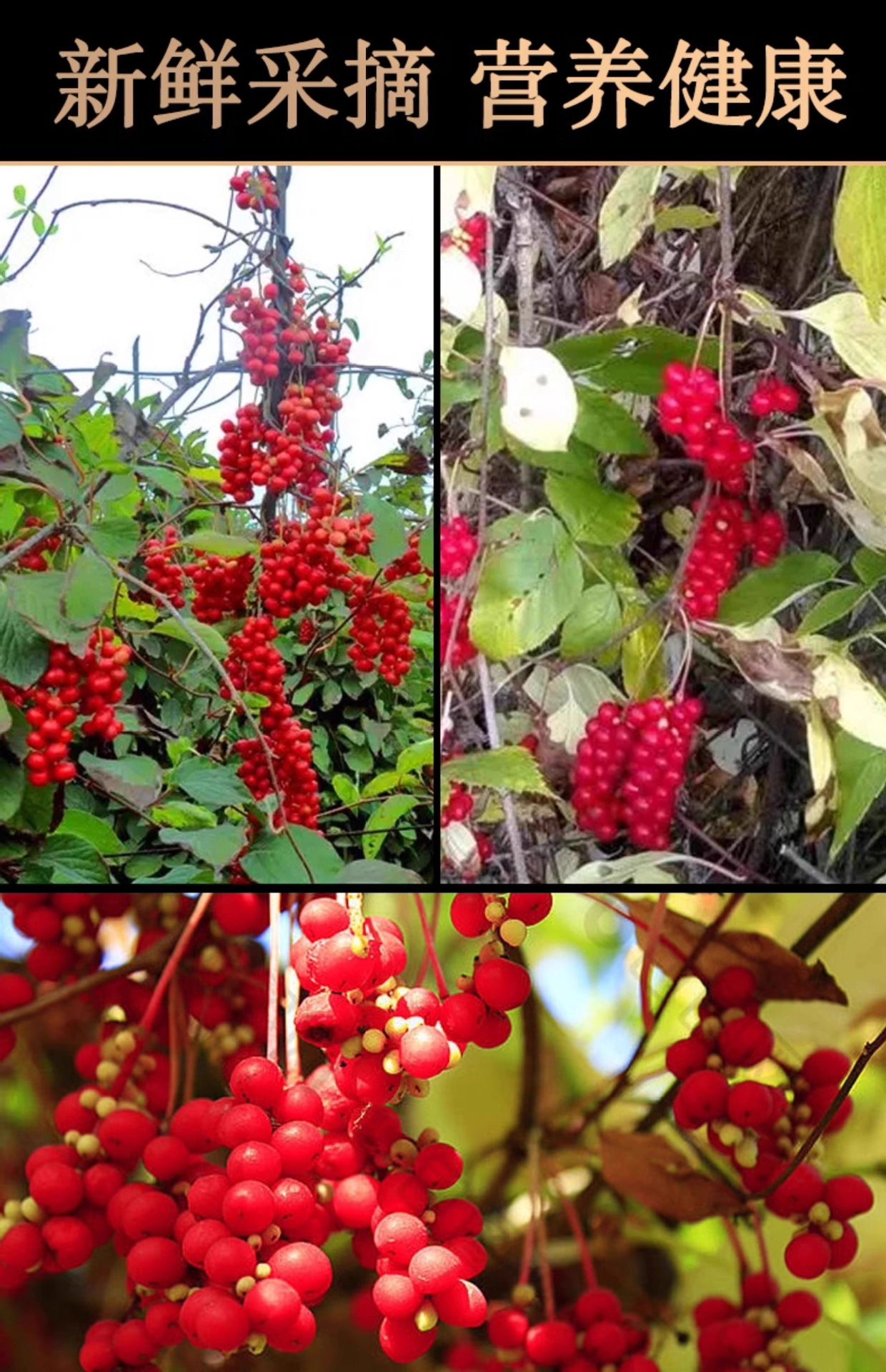 Schisandra Berry Wu Wei Zi with Dodder Seed Tu Si Zi Herbal Blend 250g Bag key features