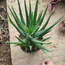 芦荟盆栽绿植细叶室内桌面植物净化空气花卉四季常绿