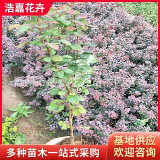 批发绿化绿篱   红叶小檗绿 小叶扶芳藤  工程园林苗木