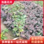 小檗小叶园林工程扶芳藤