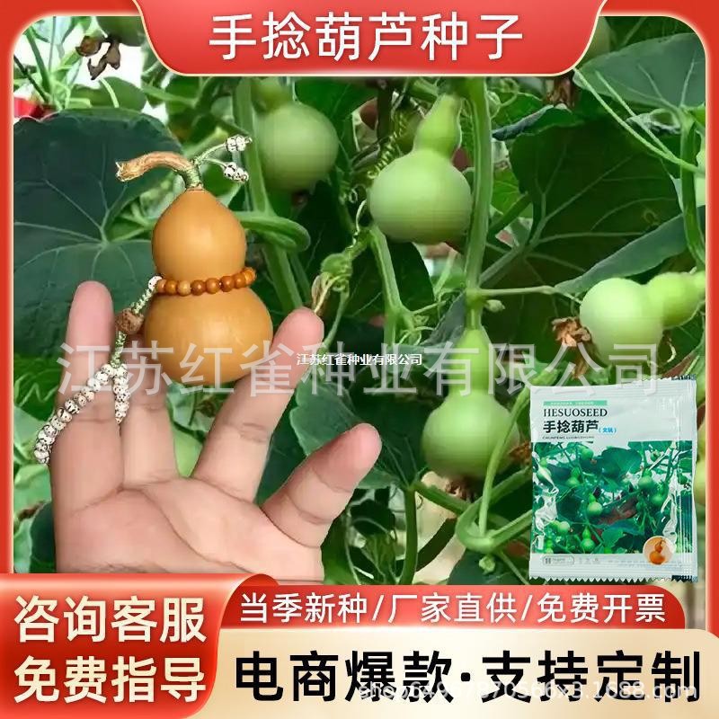 小手捻葫芦种子庭院阳台爬藤植物种子盆栽四季种植室内绿色葫芦籽