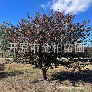 ��ľ��֦�t�~��6-15�������ͼt�~��|����֦�t�~��G�h�������