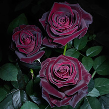 һ�����l�ڰͿ�õ���¼����������԰��tɫ�ļ��_�̨ͥԺ����ֲ��