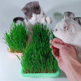 猫草种子小麦无土水培种植猫咪吃的猫麦草籽