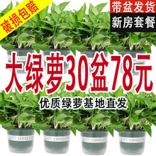 180大绿萝盆栽花卉批发水培长藤绿萝室内绿植小绿箩小盆栽