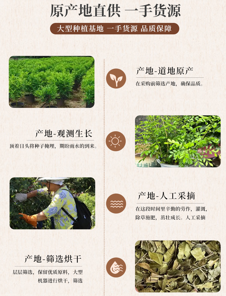 Jiu Li Xiang Dried Murraya Root 500g Premium Chinese Herb for Decoction quality and texture