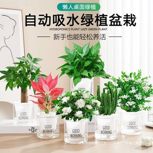 �lؔ��G�}��荻�������С�Gֲˮ����B�k���҃ȶ���ֲ������՚�