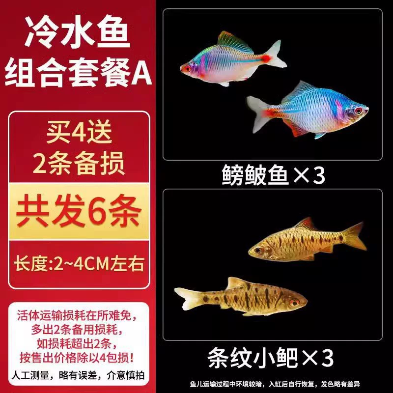 Саженцы холодноводной рыбы Yulan Shoujian, живая рыба, мелкая пресноводная, хорошее кормление, живая рыба Lili, Manlonfish