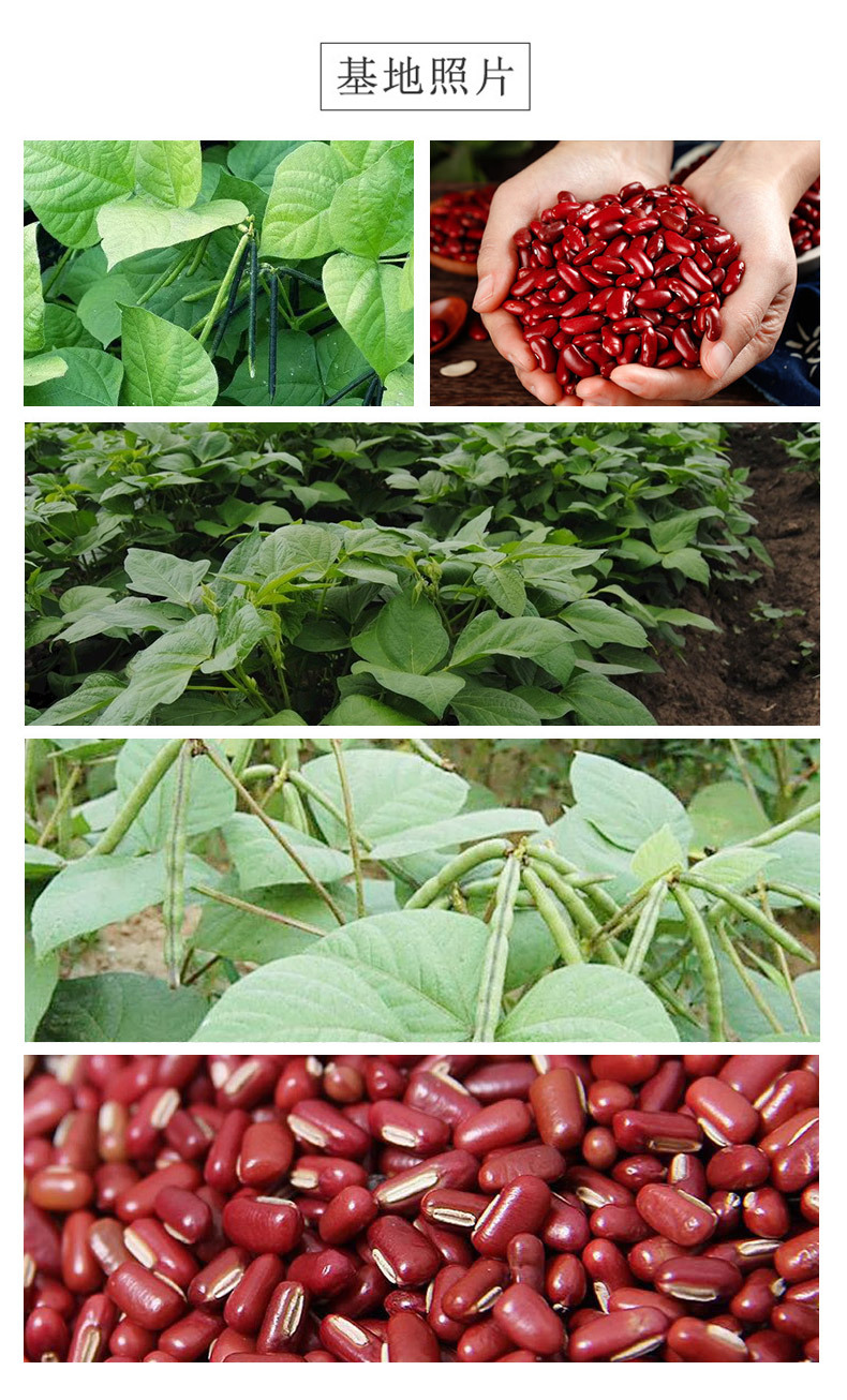 Adzuki Bean Chi Xiao Dou 500g Dried Vigna angularis Whole Seeds for Soup Congee and Herbal Tea quality and texture