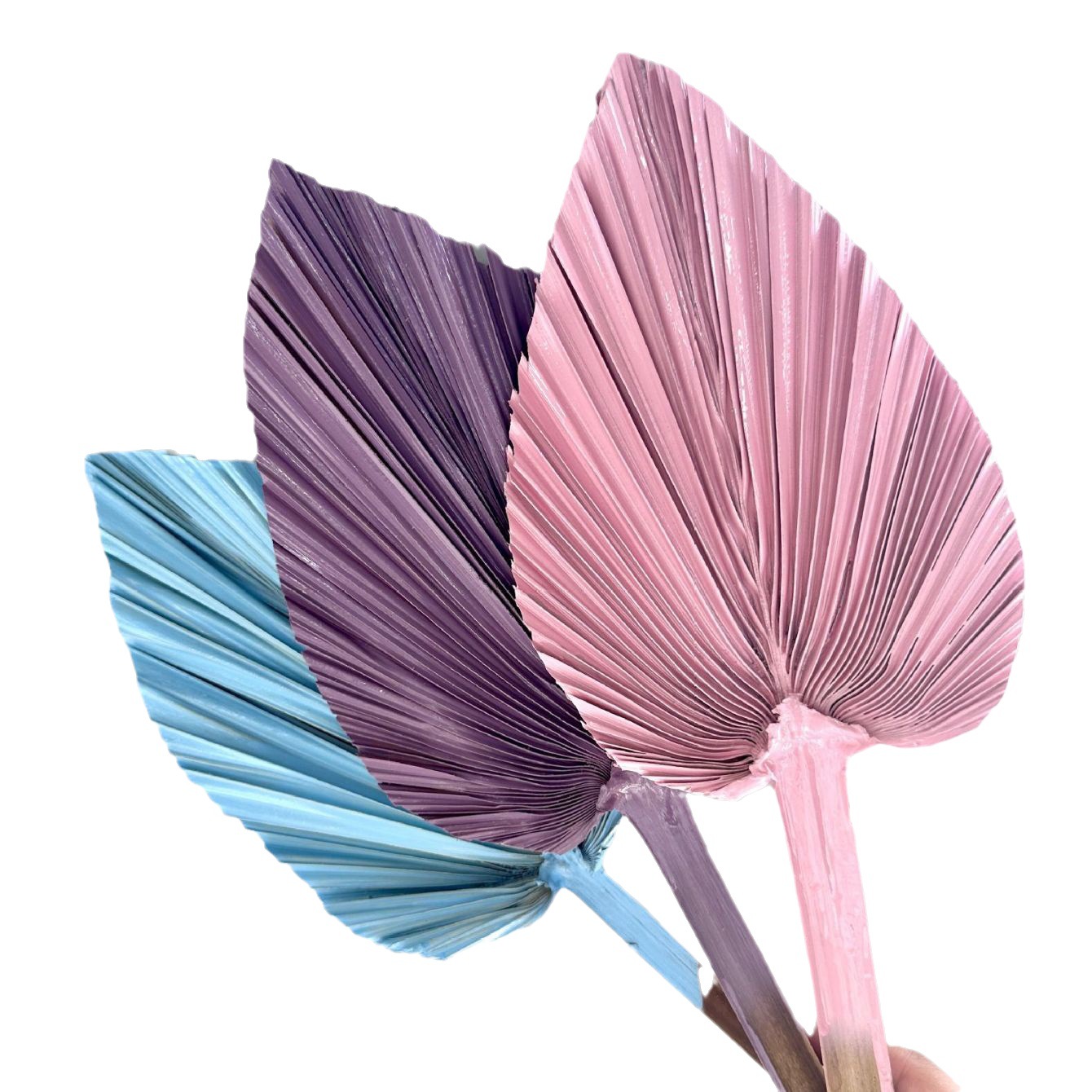 Palm -leaf fan decorative fan blades