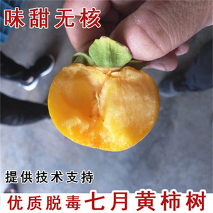 �޽������S��ѩ���ӹ��� �|�������ͺ������ ͥԺ���Լt�མ���