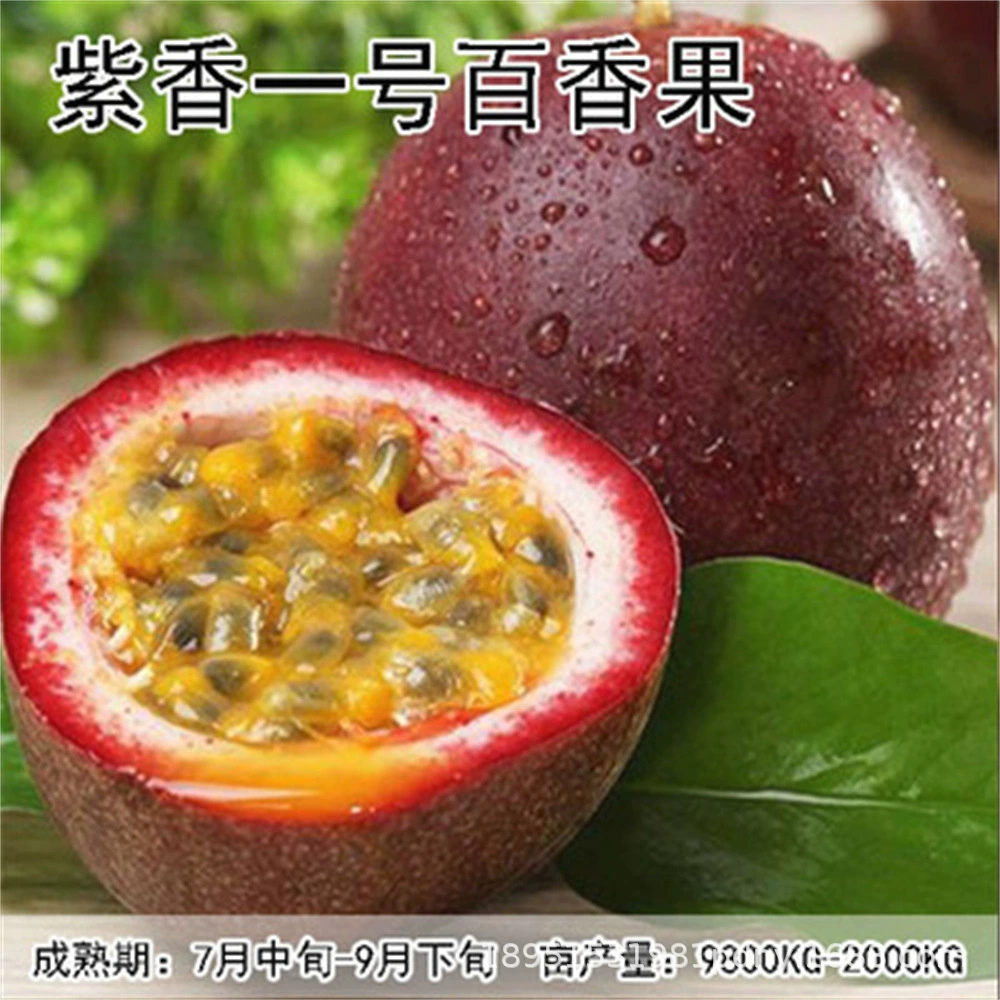 Папайя маракуйя саженцы золотые маракуйи саженцы Тайвань сладкий мед Золотой Мед маракуйи деревья Four Seasons чисто сладкий