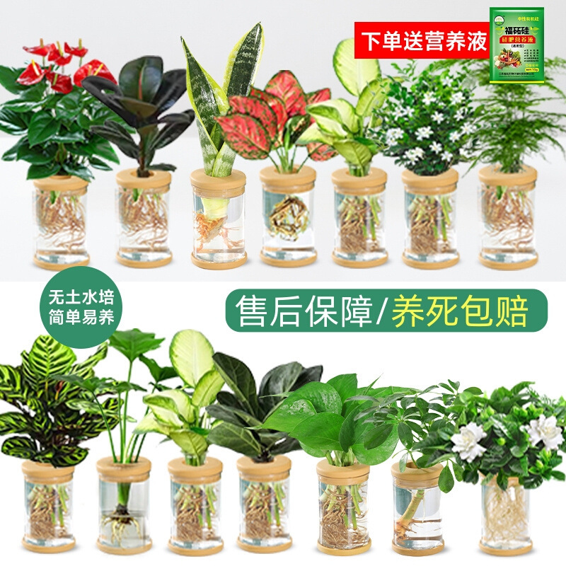 Hydroponic Plant Potted Green Radish Gardenia Office Flowers Small Green Plants Easy to Grow All Year Round Succulent Water Potted Plants Hydroponic Plant Potted Green Radish Gardenia Office Flowers Small Green Plants Easy to Grow All Year Round Succulent Water Potted Plants