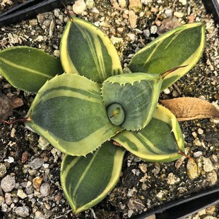 Doll Face Brocade Dragon Green Plant Potted Landscape Succulent Plant Greenhouse Wholesale Agave Cactus Twelve Rolls Large