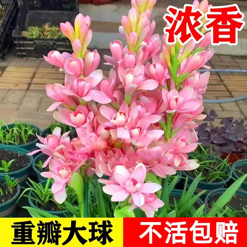 晚香玉种球重瓣大花球根带多芽多年生浓香型切花庭院阳台花卉盆栽