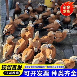 特种兽畜;特种珍禽;其他装饰摆件