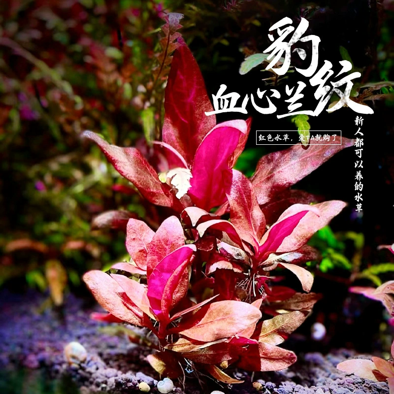 Леопардовый принт, кровавое сердце, орхидея, живая настоящая водная трава с стеблями, пресноводное растение, красное среднеспинное голландское украшение