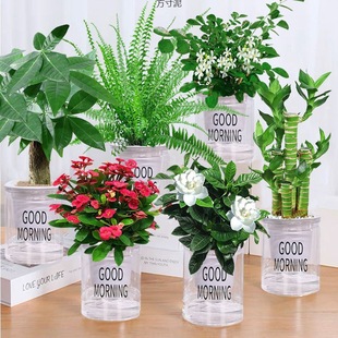 Green Rose Rich Bamboo Rich Tree Gardenia Office Small Plants Water-raised Hydroponic Potted Lazy Man Water Absorbent Flower Pot