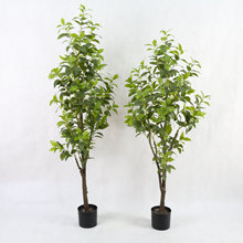 ����𻨘� �Gֲ���� �߷���ֲ�� �����辰 ��� �y�� ����