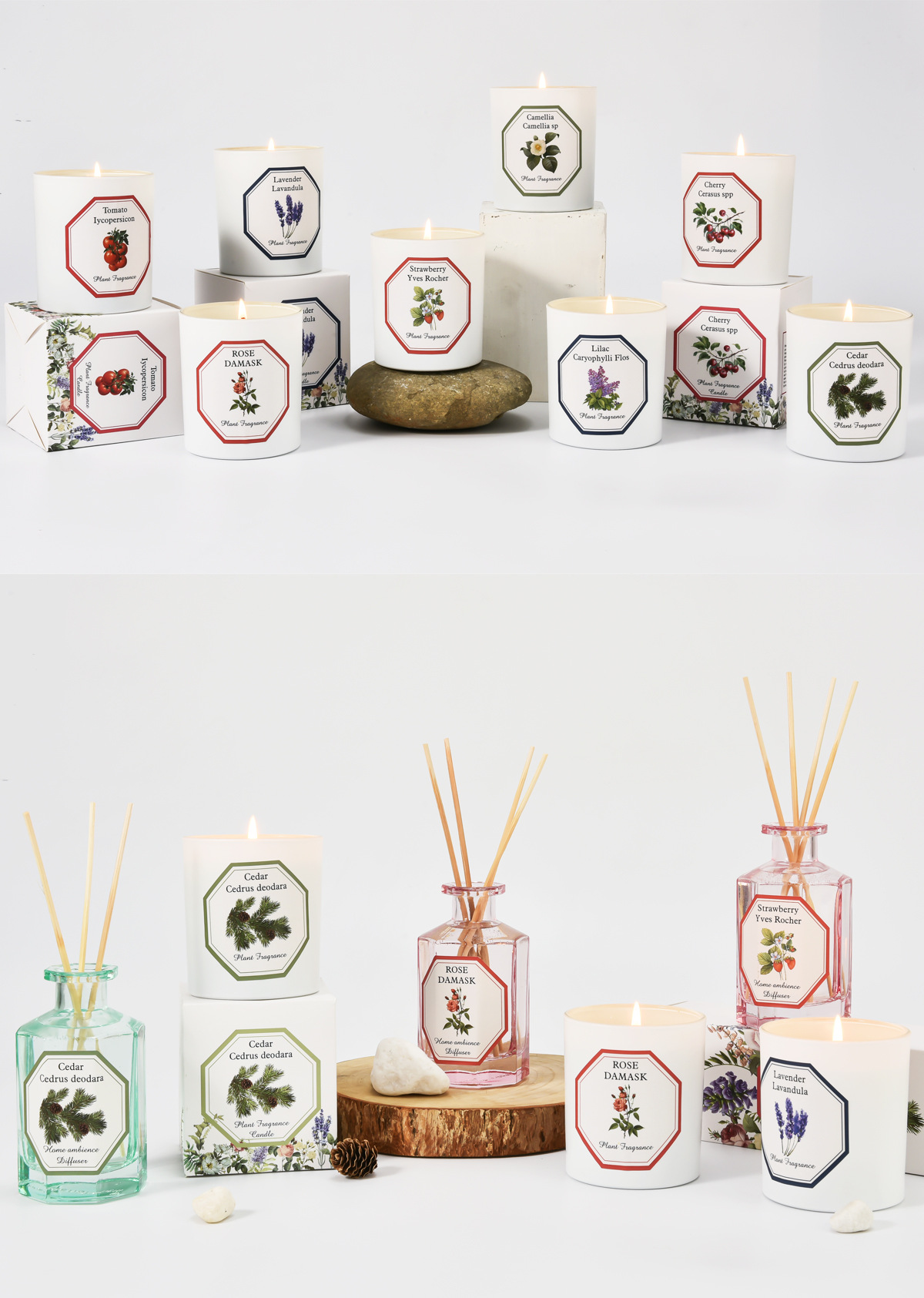 植物学家蜡烛_18