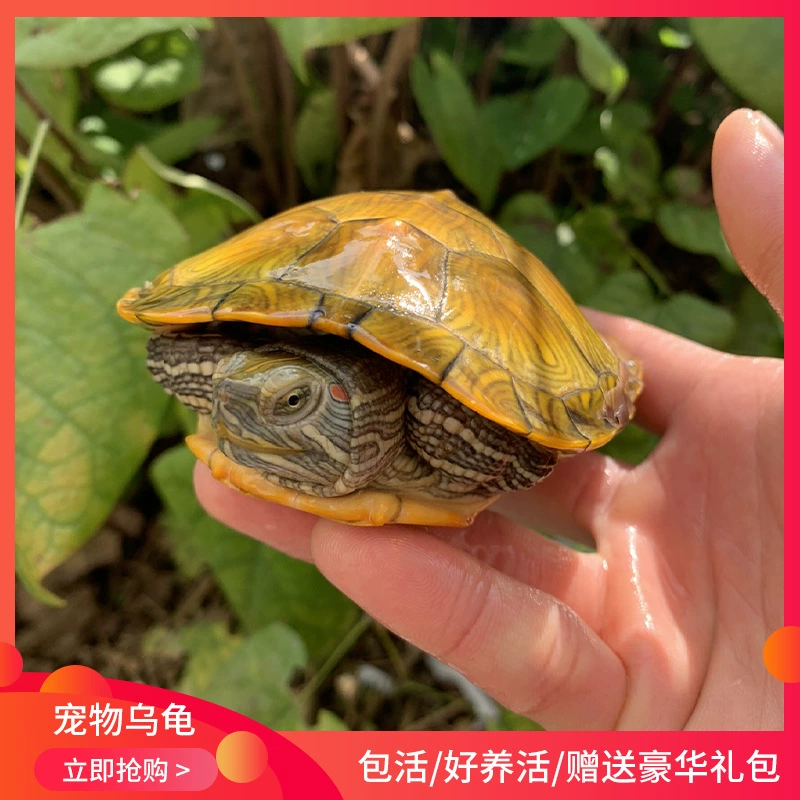 [Рассада черепахи] Маленькая бразильская рассада черепахи Красочная окрашенная распылением черепаха, живущая от 3 до 26 см бразильская черепаха