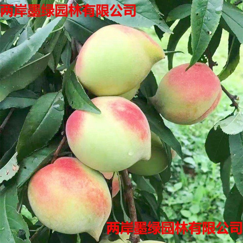 鹰嘴桃树果苗脆甜桃树苗桃子树嫁接苗南方北方种植特大树果树果苗