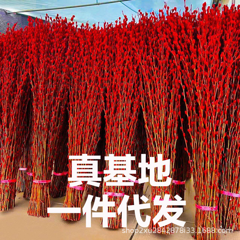 Aa Grade Silver Willow, Red Willow, Colorful Willow, Silver Bud Willow, Fresh Silver Willow Branches Direct from the Base, Chinese New Year Flowers, Dried Flowers, Flower Arrangements Aa Grade Silver Willow, Red Willow, Colorful Willow, Silver Bud Willow, Fresh Silver Willow Branches Direct from the Base, Chinese New Year Flowers, Dried Flowers, Flower Arrangements