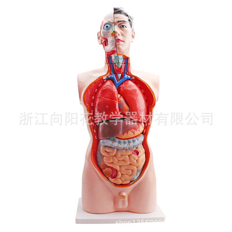 人体半身躯干男性教学模型 自然大 85CM 生物医疗教学模型 19部件