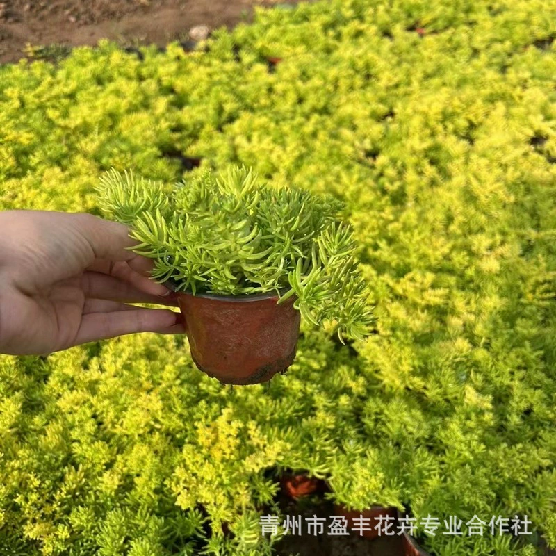 Оптовая продажа золотистого седума, зеленого седума, золотистого полосатого грунтового покрытия, ландшафтных горшков, многолетних цветов в горшках.