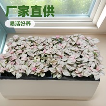 厂家供应办公桌面趣味绿植红粉佳人霓虹合果芋室内观叶植物苗批发