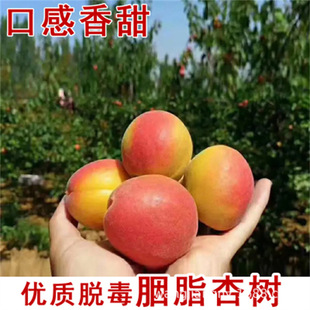 Wheat Yellow Apricot Saplings, Fruit Saplings, High-Quality Grafted Hongfeng Apricot Saplings from the North and South, Kate Apricot Saplings, High Survival Rate