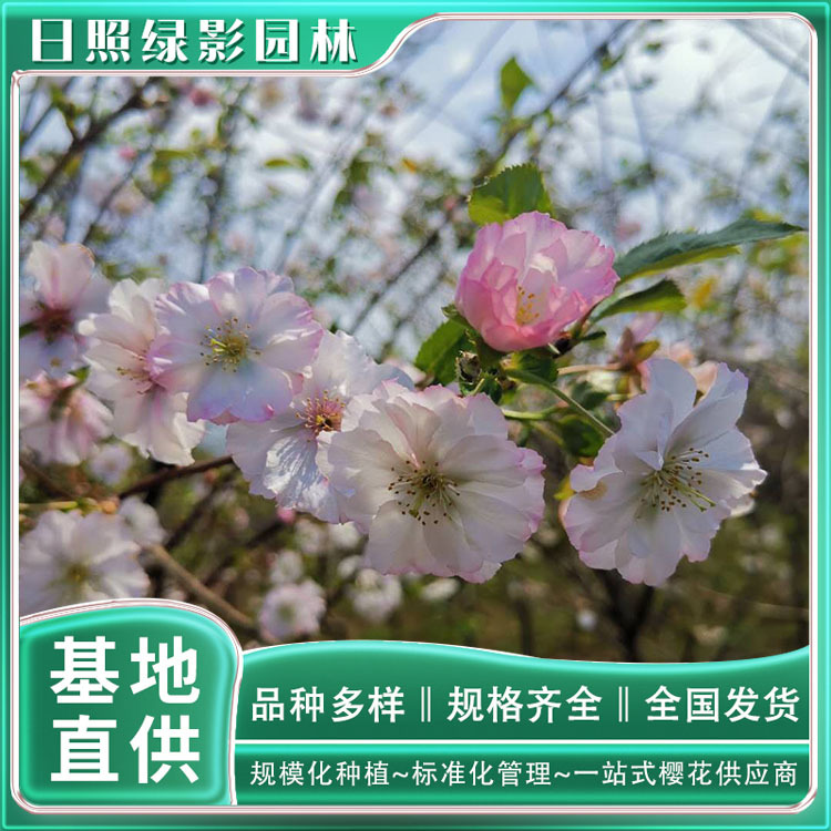 13319011543863697836 副本.jpg