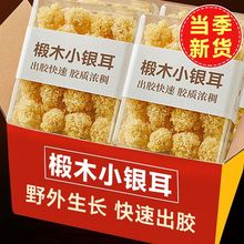 【净重】椴木小银耳新货银耳白木耳古田无熏硫小朵银耳百合莲子羹