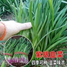 四季紫根韭菜种子 小细叶791白根宽叶韭菜籽本地紫根红根韭菜