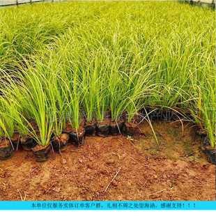 Essential Golden Thread Calamus Seedlings for Waterscape Landscaping, Courtyard Ponds, Streams, Ecological Plants, Cold-Resistant and Flood-Resistant Greening Projects