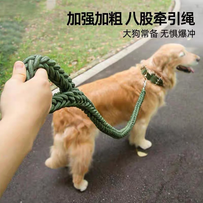 犬の牽引紐の中の大型犬のペットのチェーンの首輪の金毛のサモエハスキーは犬の紐を散歩して犬を塞いでいます。|undefined