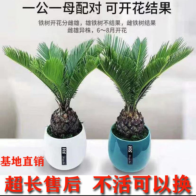 铁树盆景铁树盆景苗客厅盆栽四季常青绿植庭院老桩室内室内耐寒